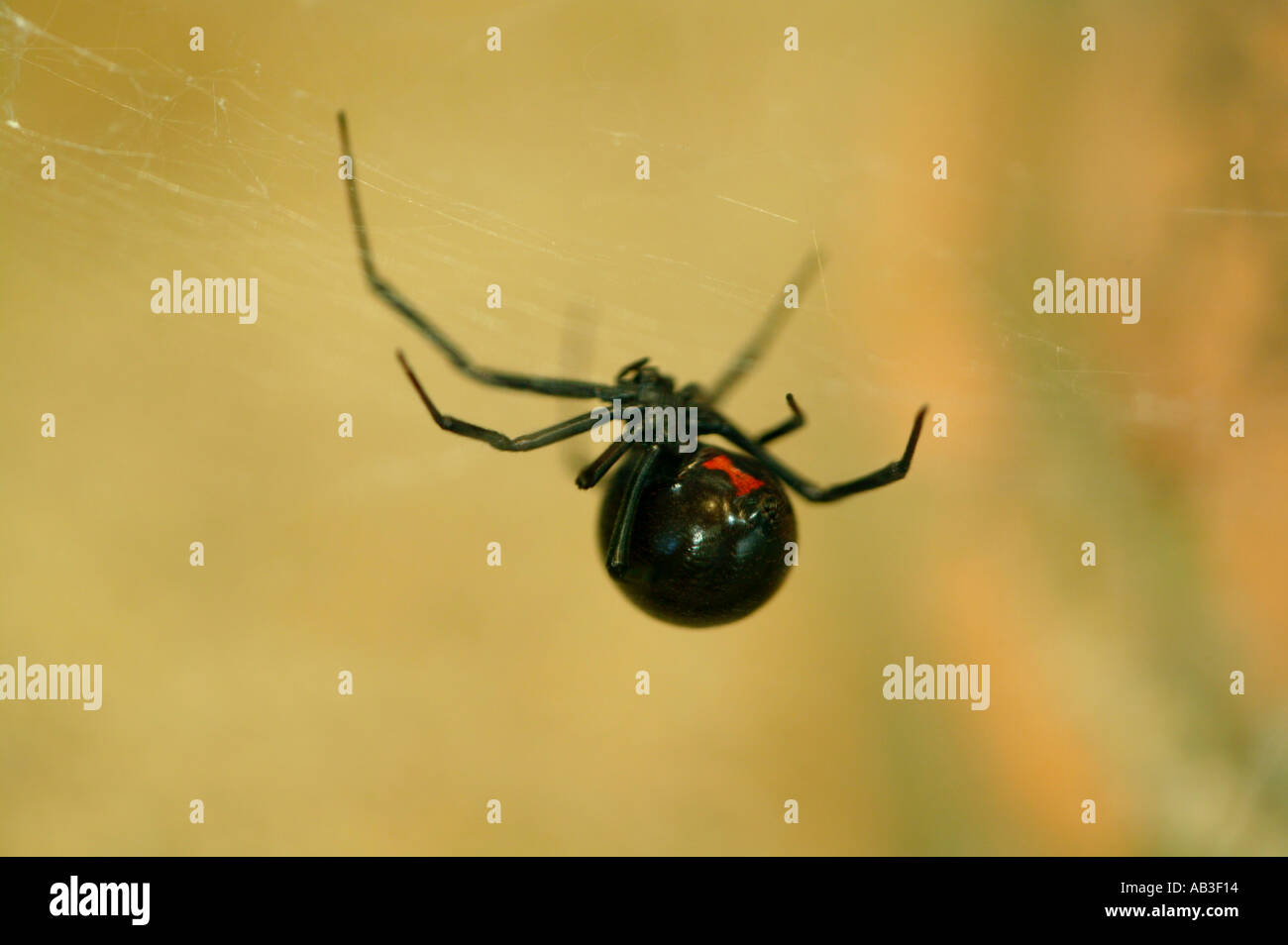 Black Widow Spider Stock Photo