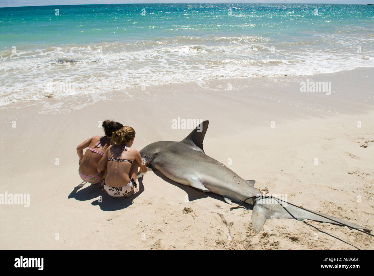 Girls examining dead Hammerhead shark Kailua Beach Oahu Hawaii Stock