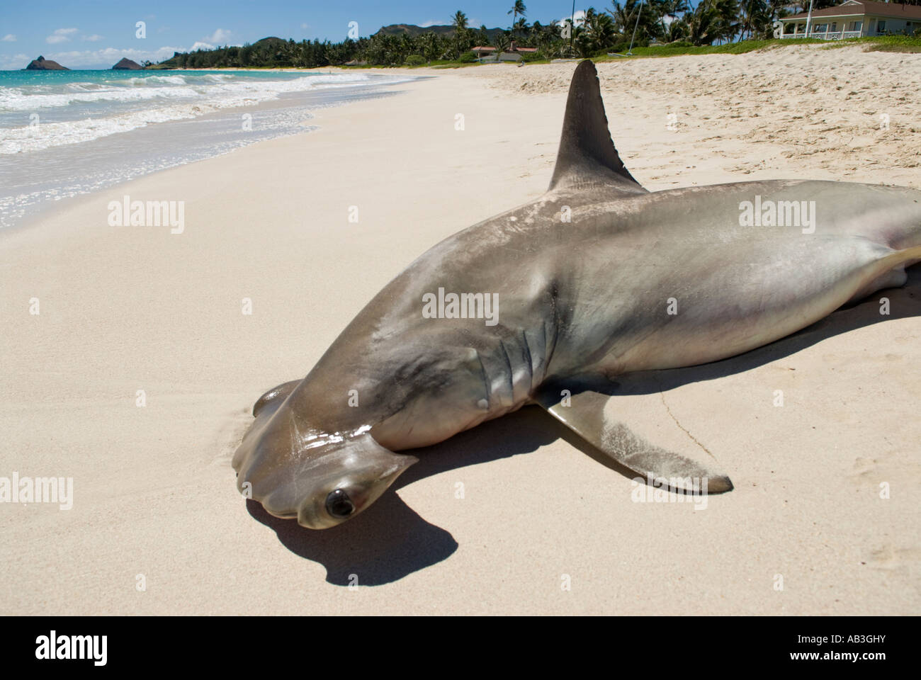 Dead Hammerhead shark Kailua Beach Oahu Hawaii Stock Photo Alamy