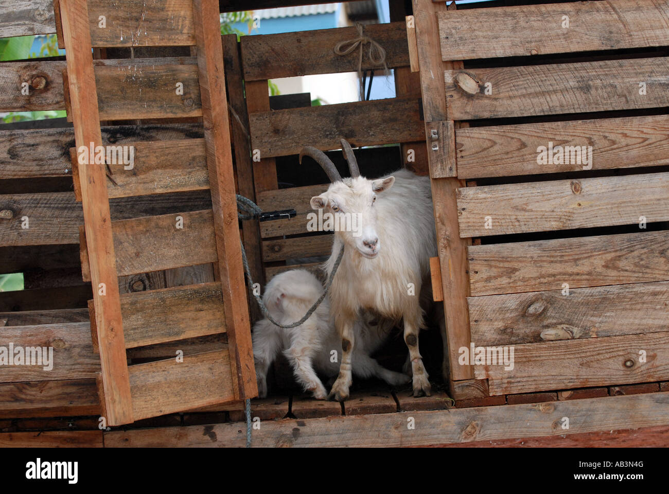 Goats in a wooden pen at an agricultural show in Morogoro, Tanzania