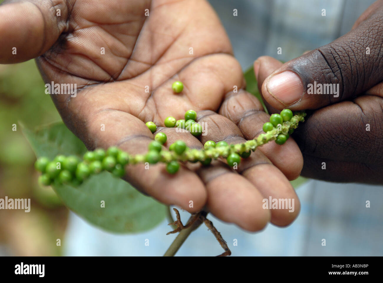 Peppercorn farmer with his produce in Tanzania Stock Photo Alamy