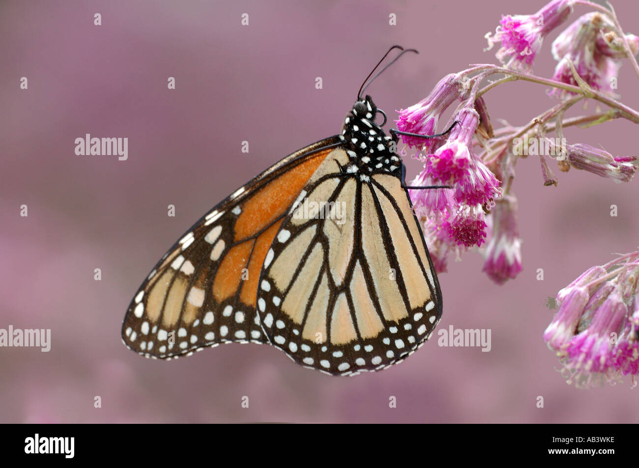 Monarch Butterfly Danaus plexippus El Chincua Nature Reserve feeding on ...
