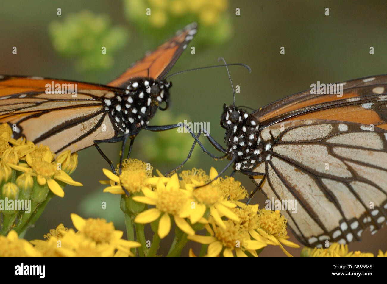 Monarch Butterfly Danaus plexippus El Chincua Nature Reserve pair ...