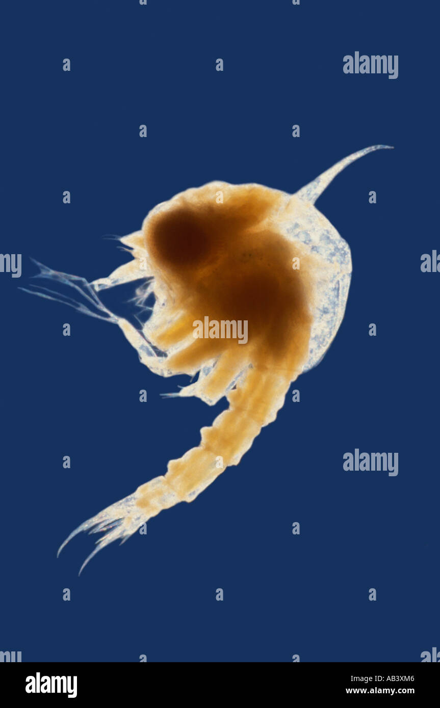 Horseshoe Crab Larvae