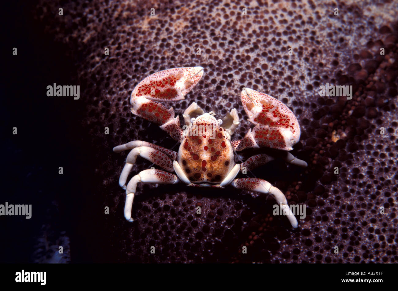 Porcelain Crab Neopetrolisthes maculata Lembeh Straits Sulawesi Stock Photo