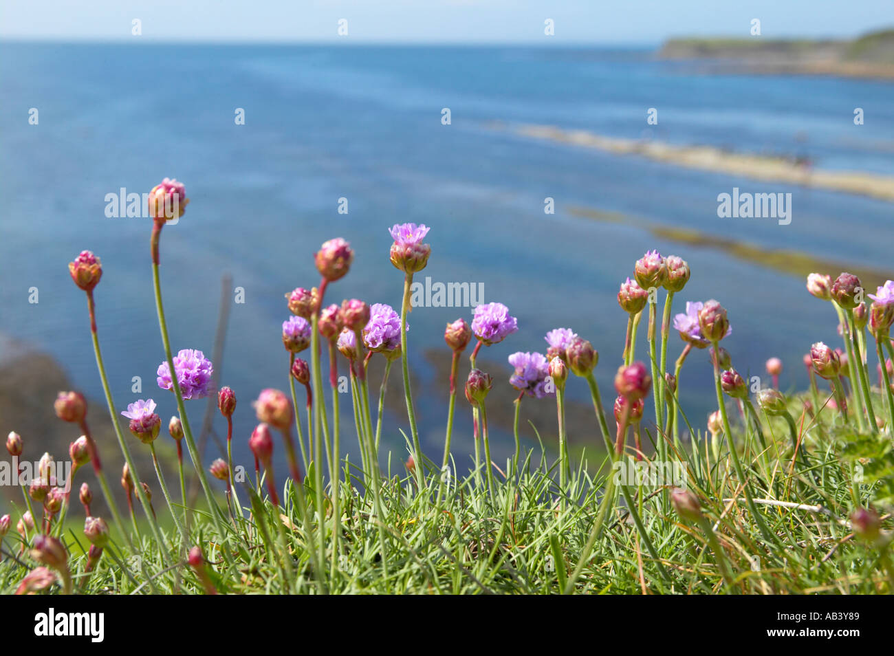 Sea Pink Thrift growing on clifftop at Kimmeridge Bay Dorset Stock Photo