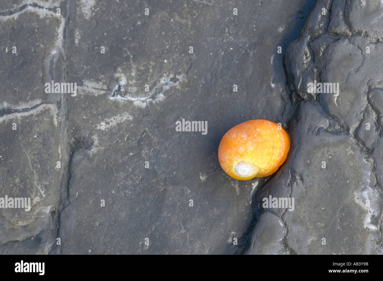 Flat Periwinkle yellow on grey stone at Kimmeridge Bay Dorset Stock Photo