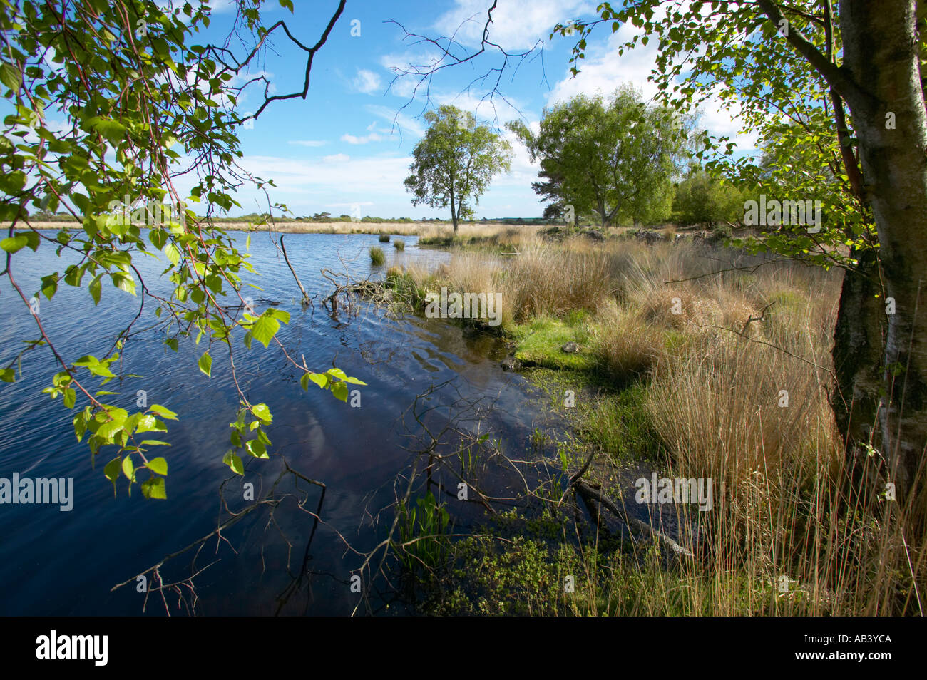 Little Sea a large lake on Studland Heath Isle of Purbeck Dorset With Birch trees Stock Photo