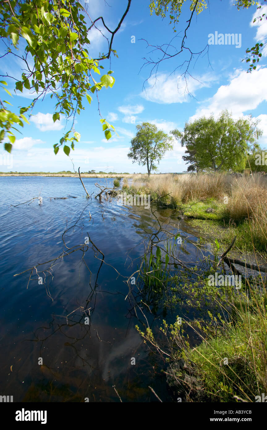 Little Sea a large lake on Studland Heath Isle of Purbeck Dorset With Birch trees Stock Photo