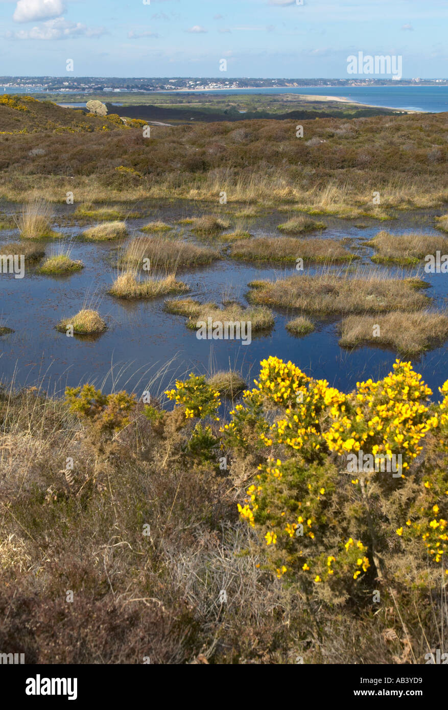 Studland Heath a biologically important heathland reserve on the Isle of Purbeck Dorset Stock Photo