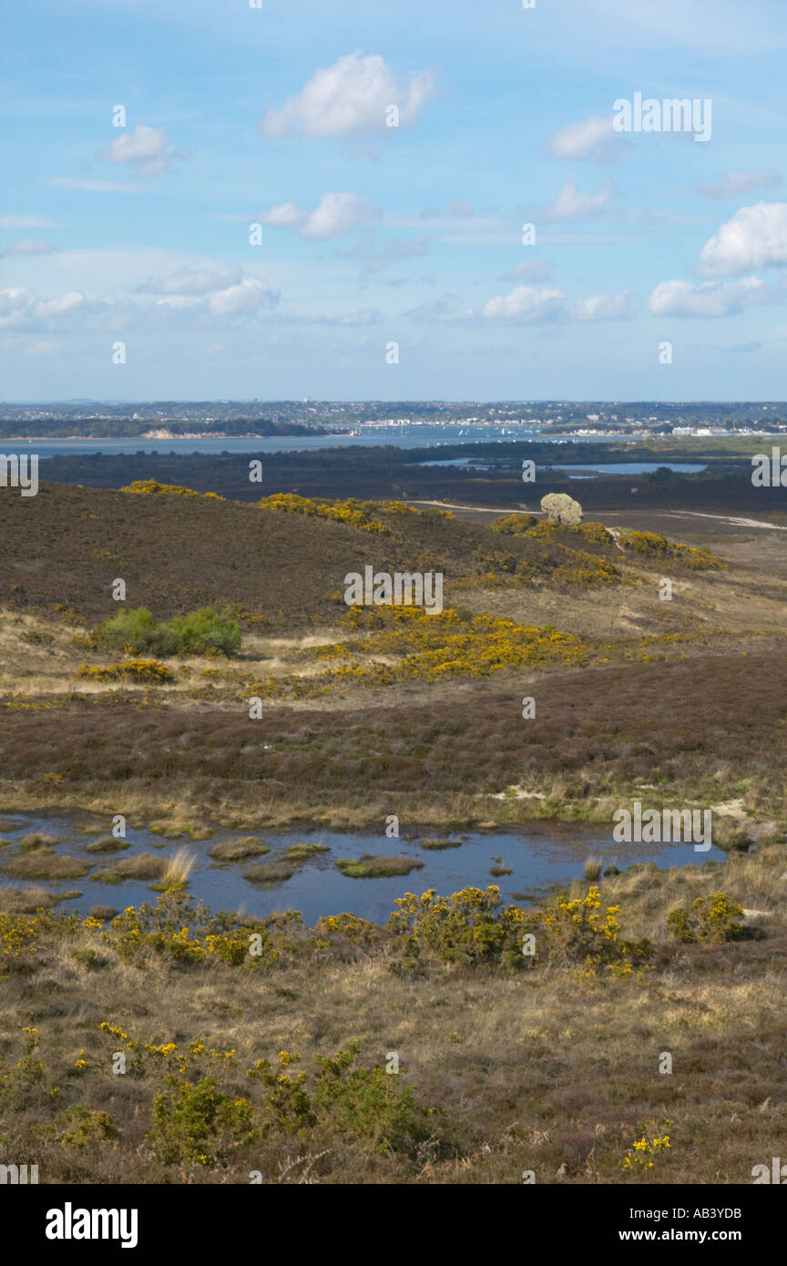 Studland Heath a biologically important heathland reserve on the Isle of Purbeck Dorset Stock Photo