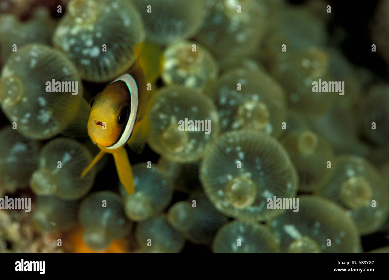 Clarks anemonefish Amphiprion clarkii frontal shot of juvenile anemone clearly visible Coral Reef Rep of Maldives Indian Ocean Stock Photo