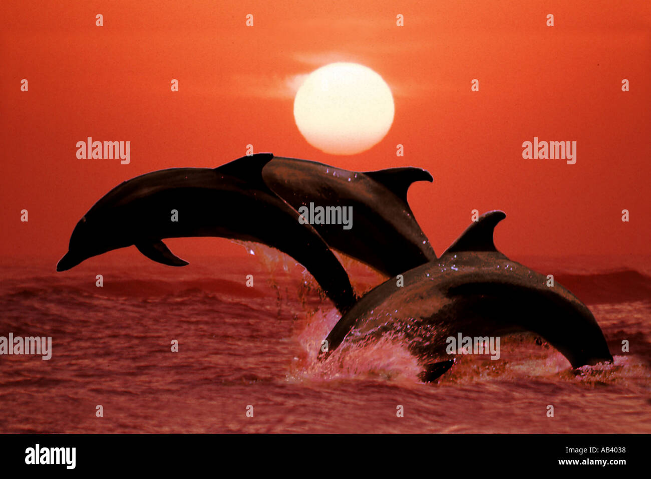 dolphin sunset Stock Photo