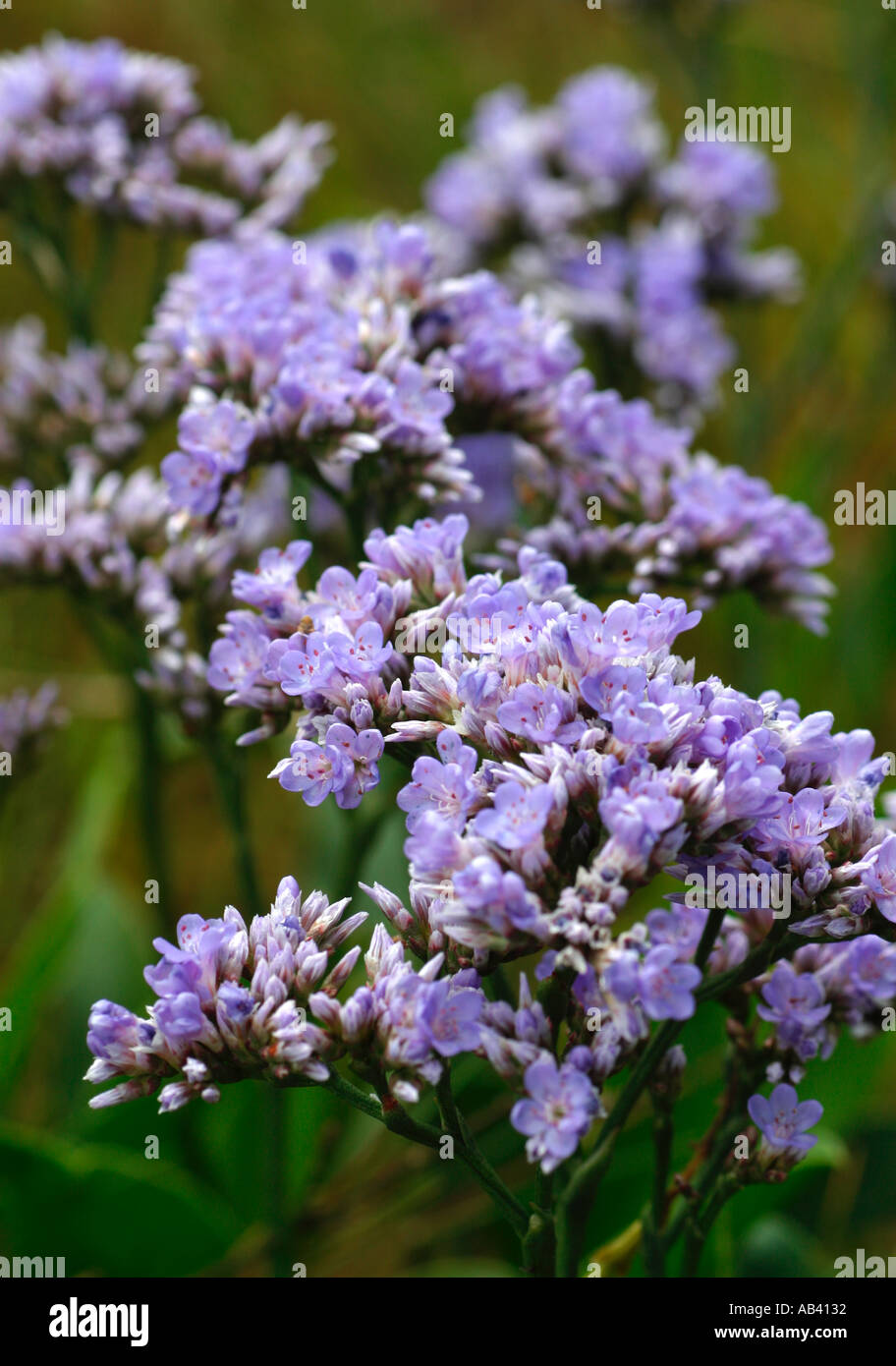 Limonium Latifolium.  Sea lavender plant flowering in coastal habitat Stock Photo