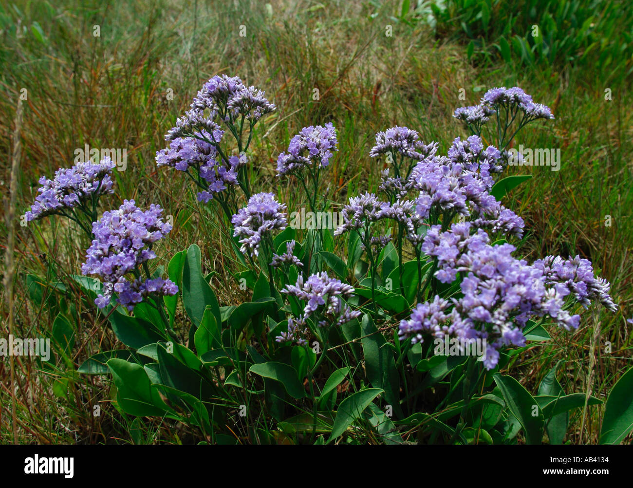 Limonium Latifolium. Sea lavender plant flowering in coastal habitat
