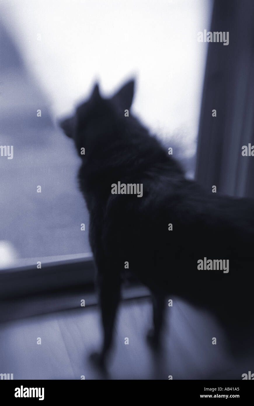 Dog waiting by door for owner Stock Photo - Alamy