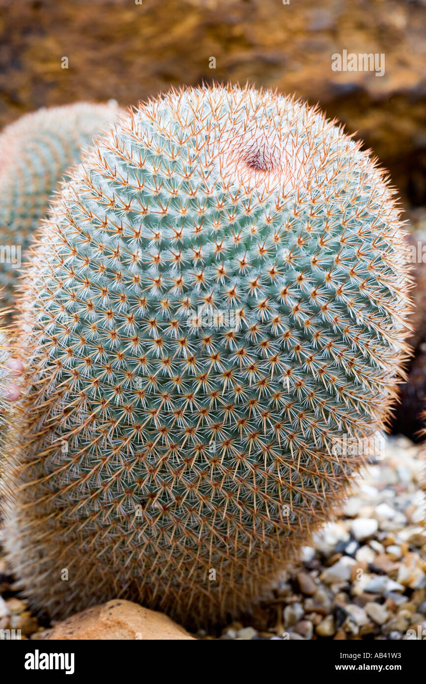 MAMMILLARIA DIXANTHOCENTRON RUBISPINA CACTUS IN CLOSE UP Stock Photo - Alamy