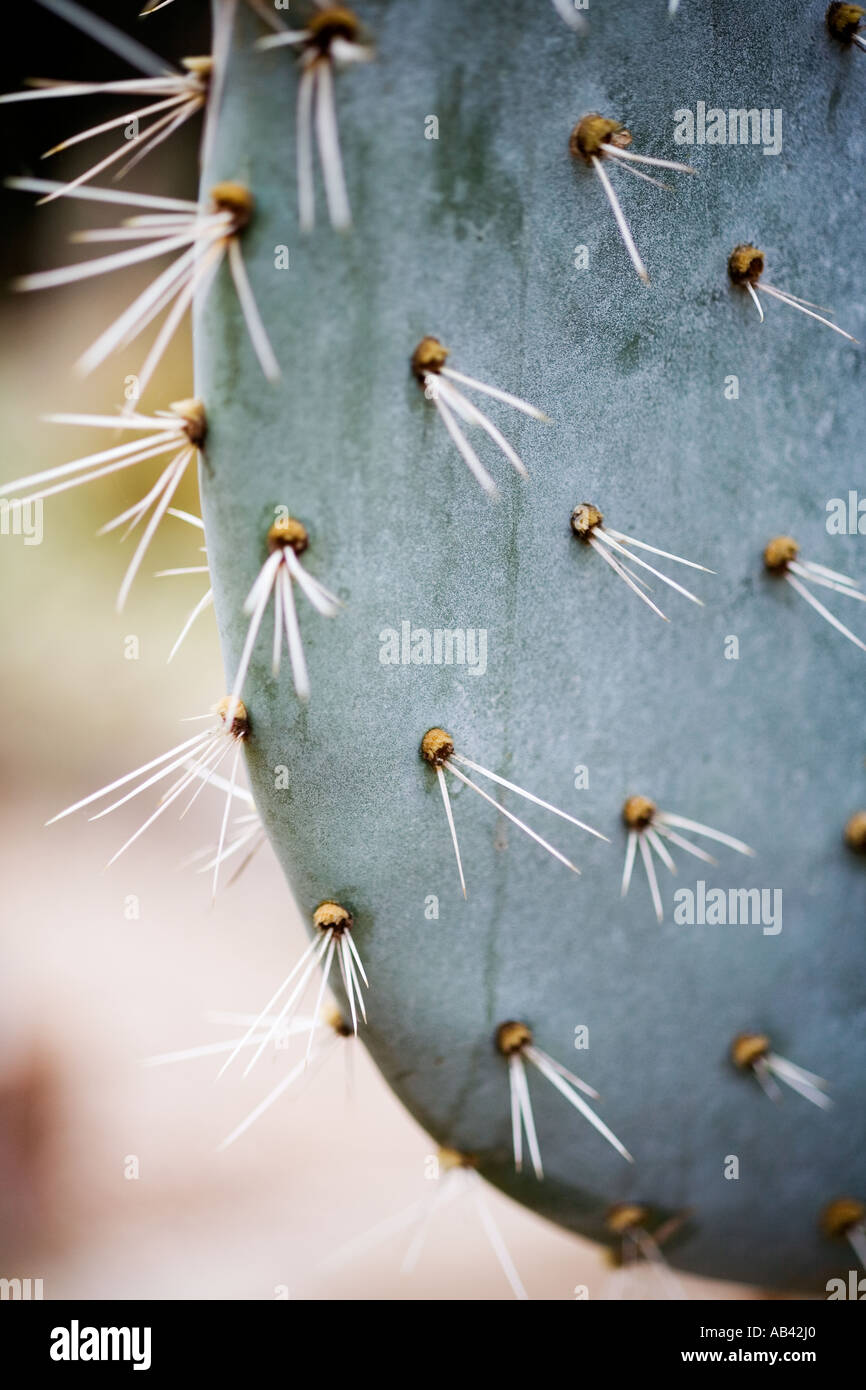 Cactus Opuntia Robusta Close Up Of Spines Stock Photo Alamy