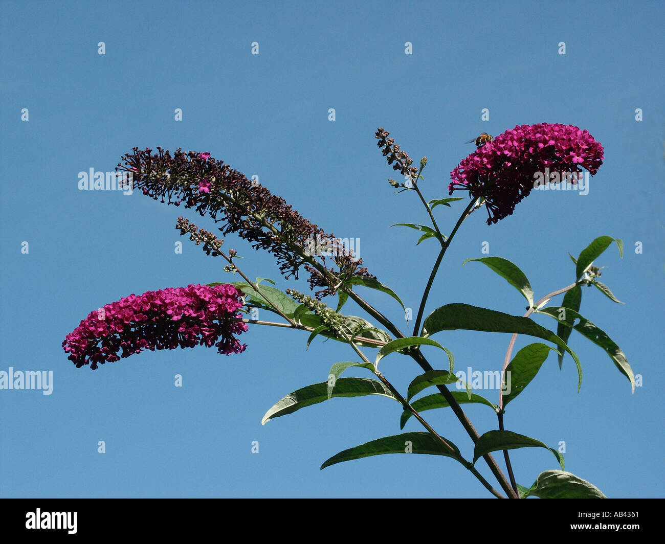 Buddleia Mauve Loganiaceae Stock Photo
