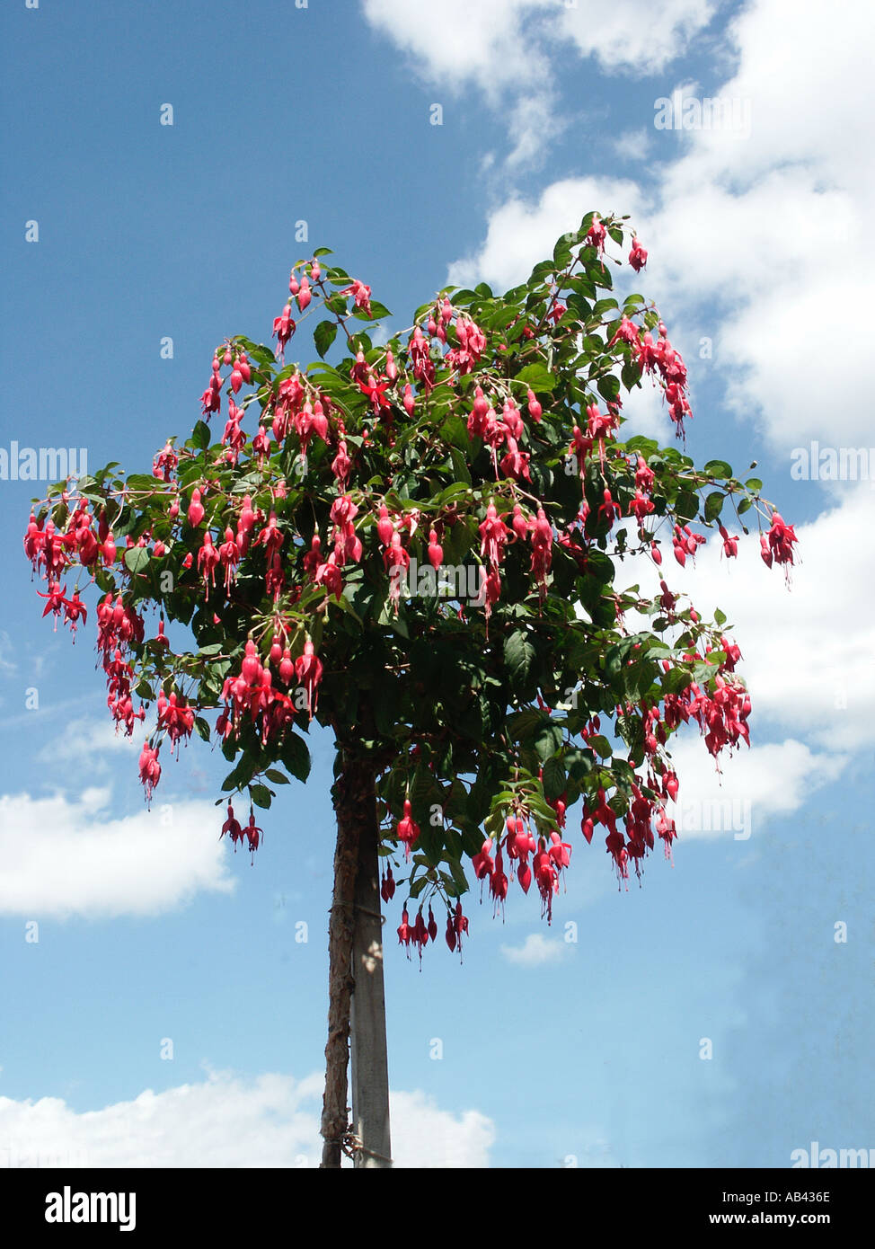 Fuchsia Standard Rufus Vigorous Deciduous Upright Shrub Stock Photo - Alamy