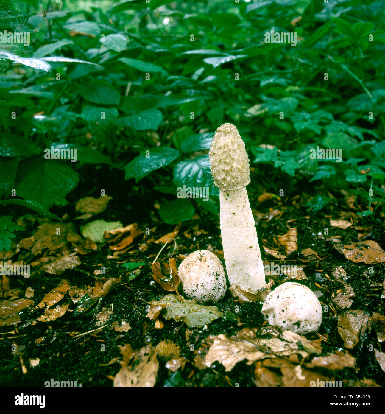 Both open and closed Stinkhorn fungi Stock Photo