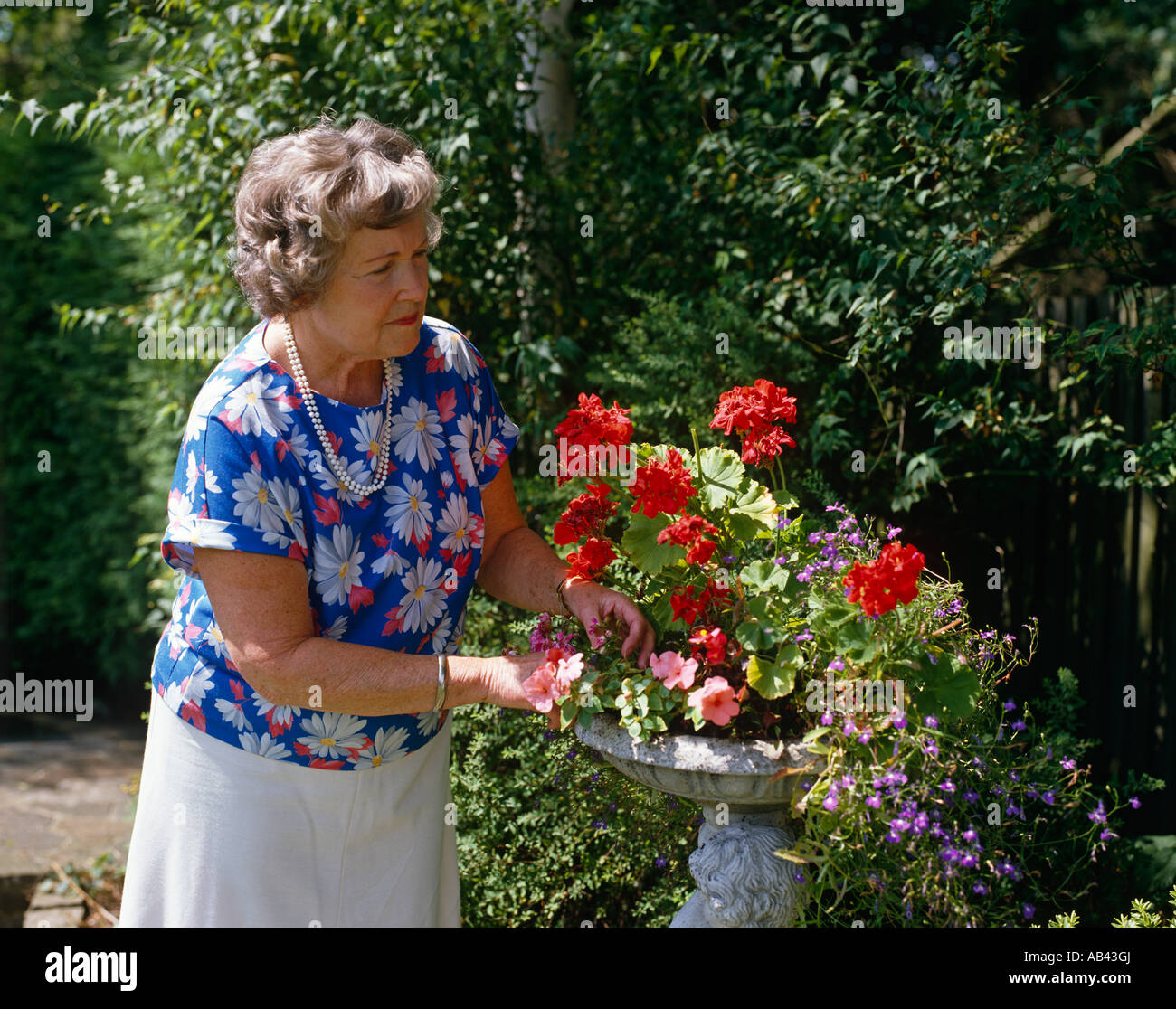 Senior lady arranging geraniums Stock Photo