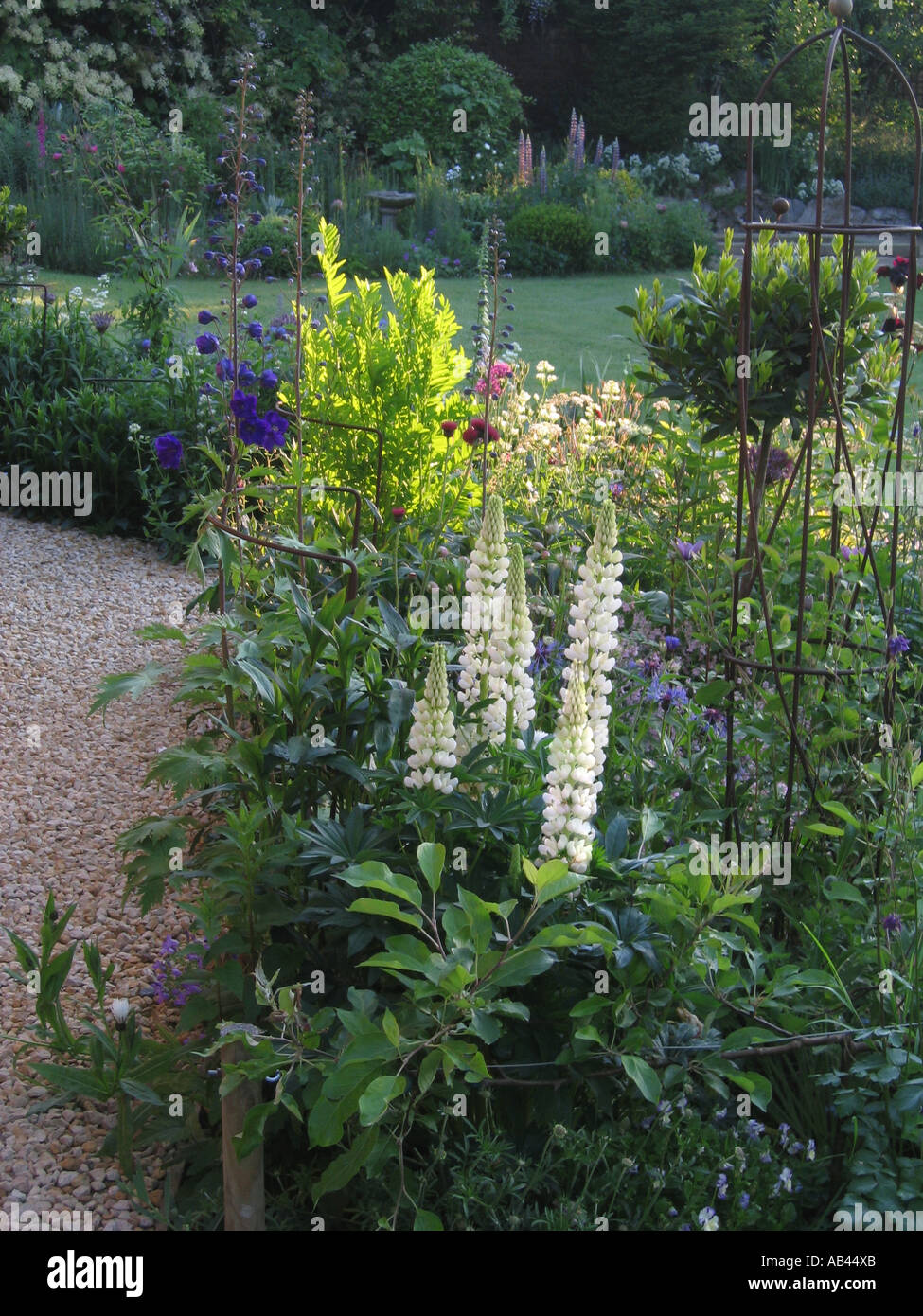 HERBACEOUS BORDER ON EARLY SUMMER MORNING METAL OBELISK AND GIRDLES FOR PLANT SUPPORT LUPINS DELPHINIUMS AND STANDARD BAY TREE I Stock Photo