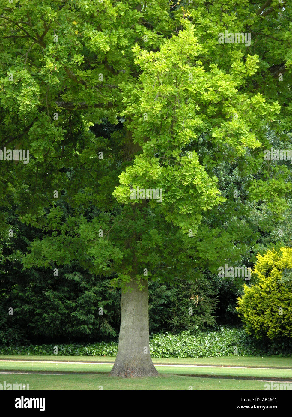 Big oak tree hi-res stock photography and images - Alamy