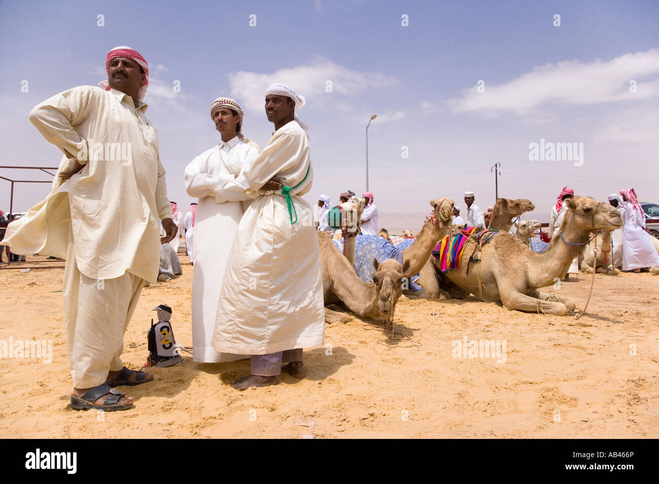 The camel races at Palmyra SYRIA Stock Photo - Alamy