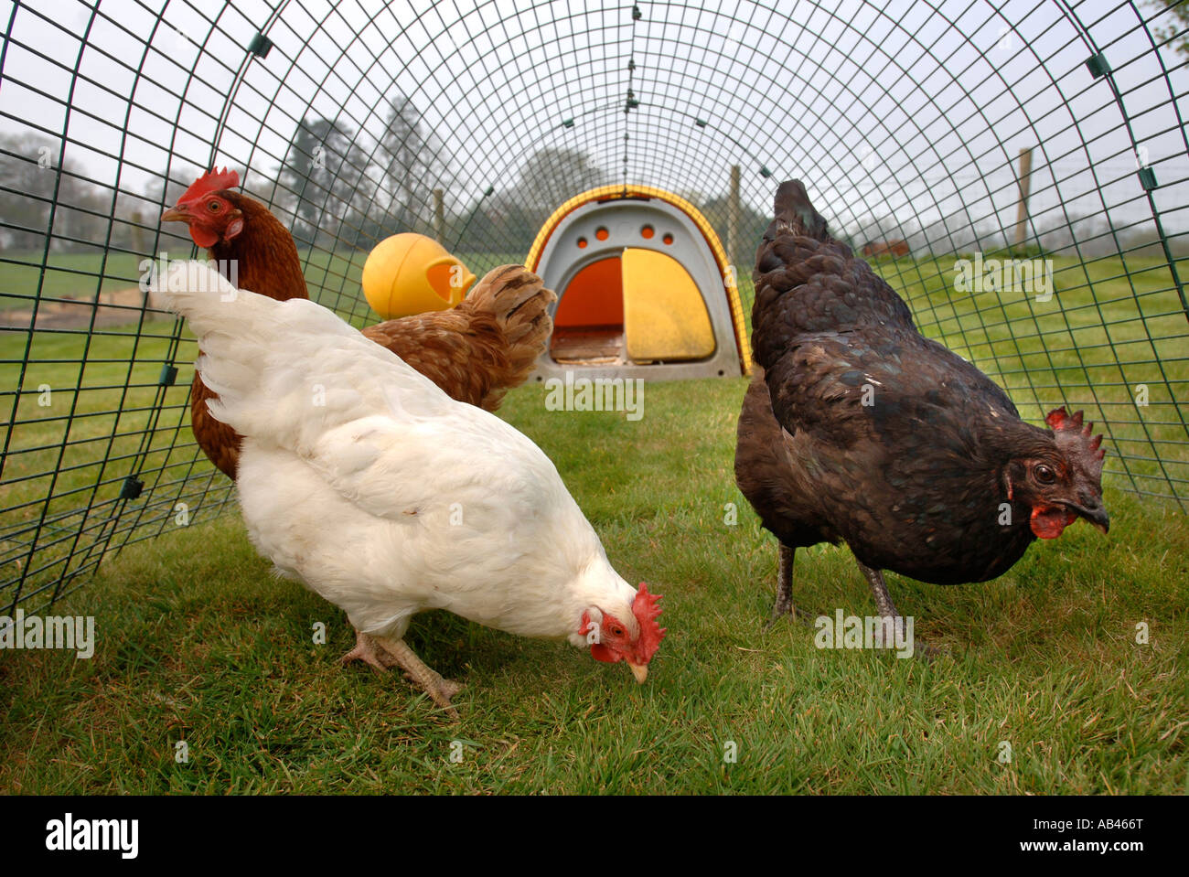 The Omlet Eglu Chicken House Uk 2007 Stock Photo 12771887 Alamy