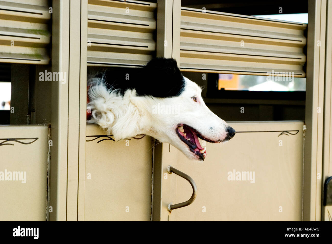 Border collie dog looking from it's holding pen Stock Photo