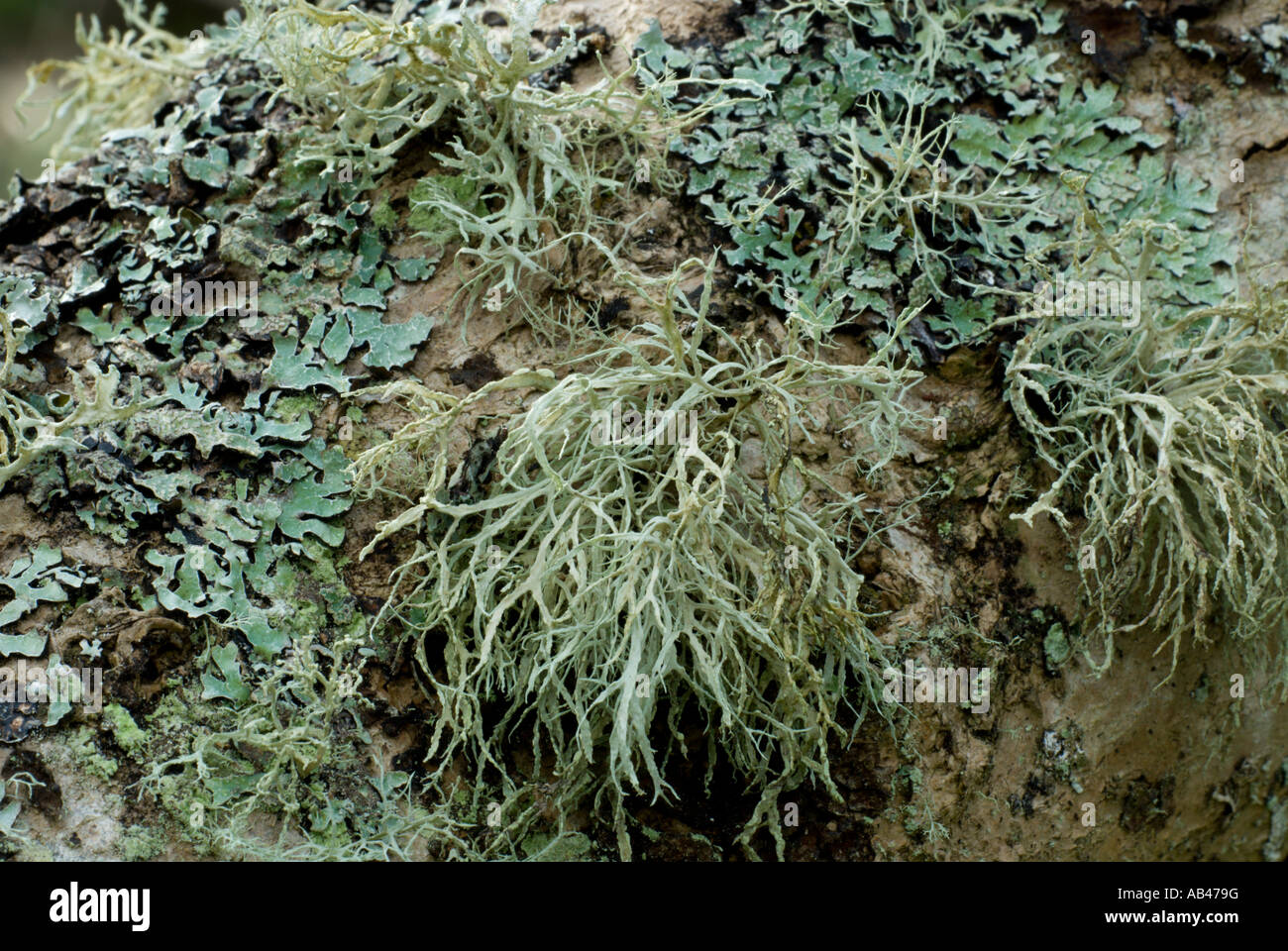 Lichens, Cetraria chlorophylla and Usnea subfloridana, Wales, UK. Stock Photo