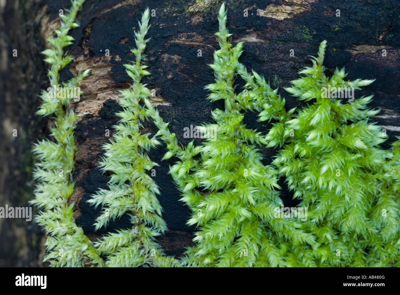 Moss, Brachythecium rutabulum on dead Sycamore, Wales, UK. Stock Photo