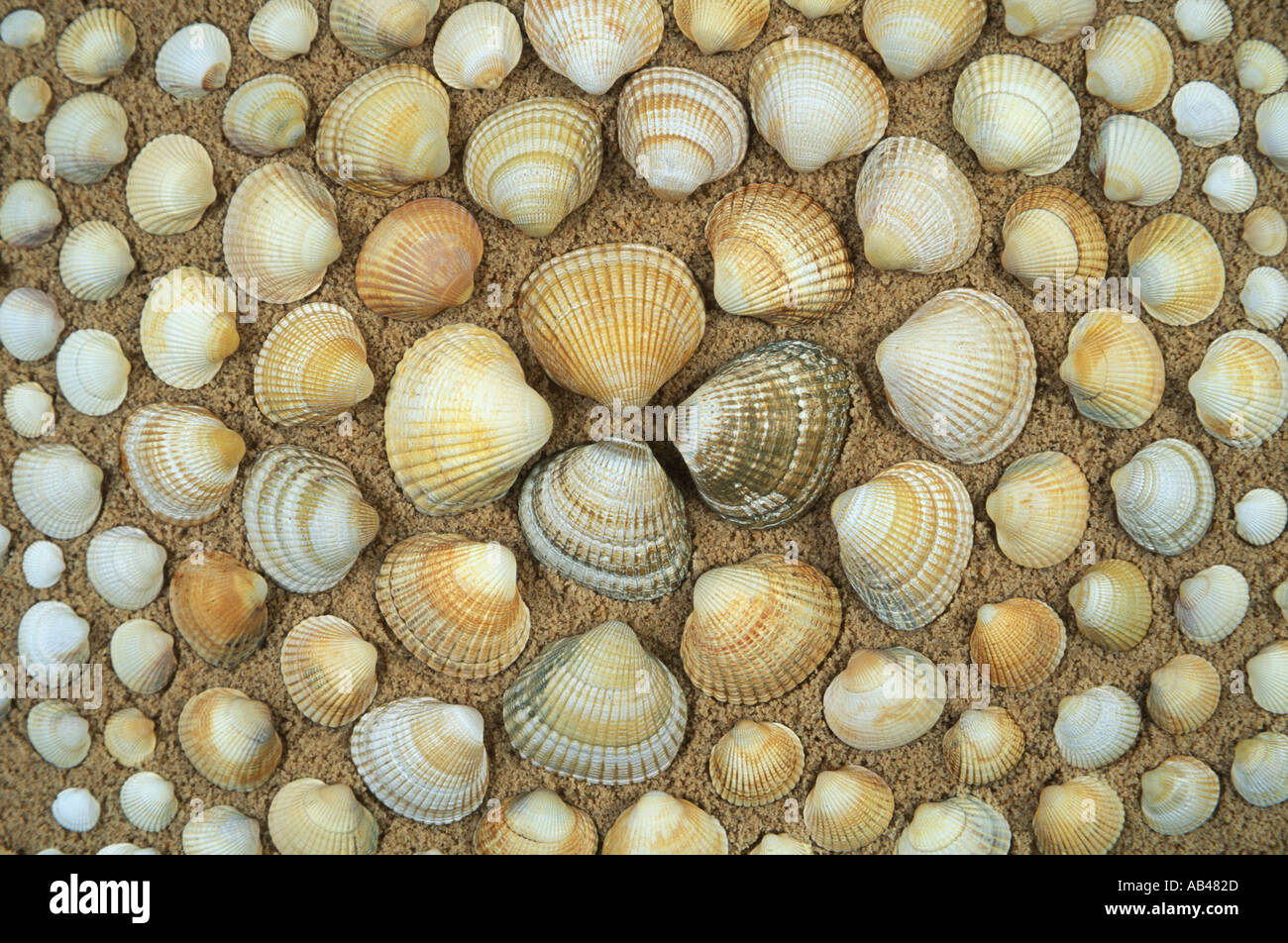 Shells on bed sand hi-res stock photography and images - Alamy