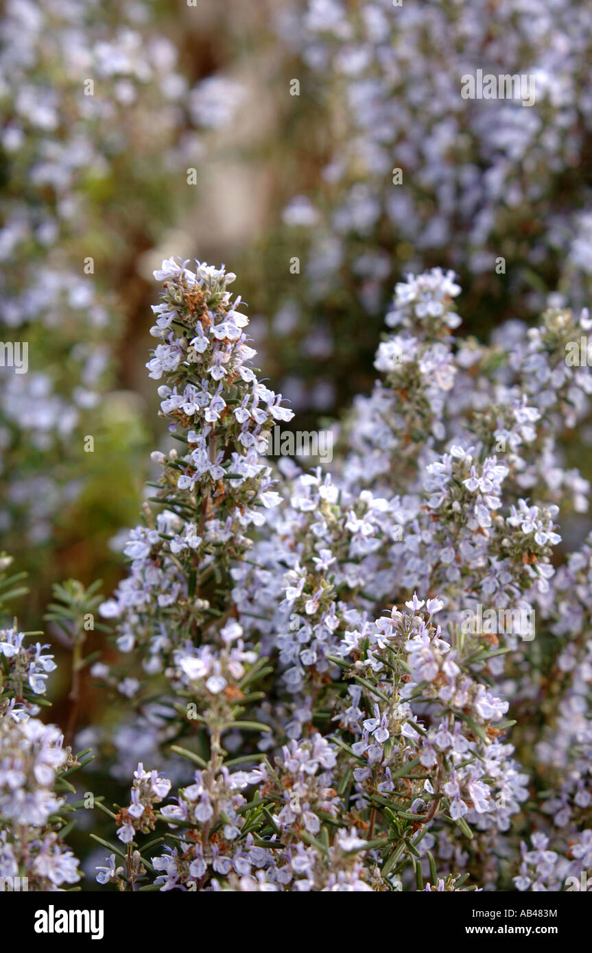 Rosemary uk hires stock photography and images Alamy