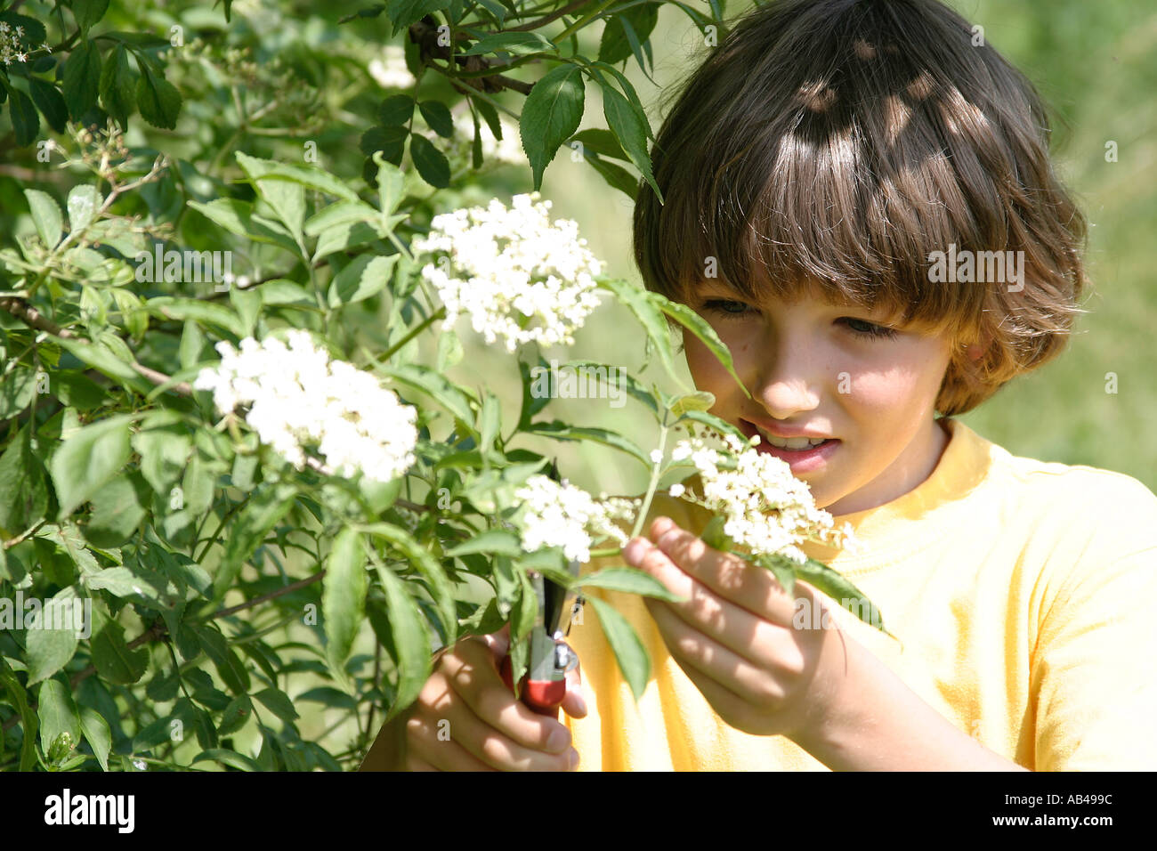 boy gathering elder blossoms Stock Photo