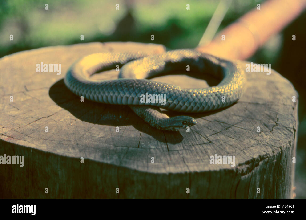baby brown snake sunning itelf NSW Australia Stock Photo Alamy