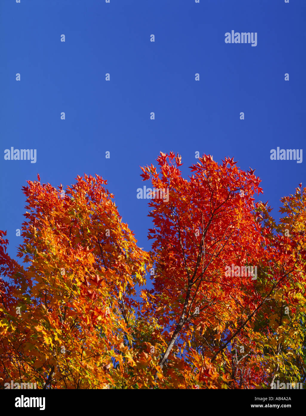 New england usa forest hi-res stock photography and images - Alamy