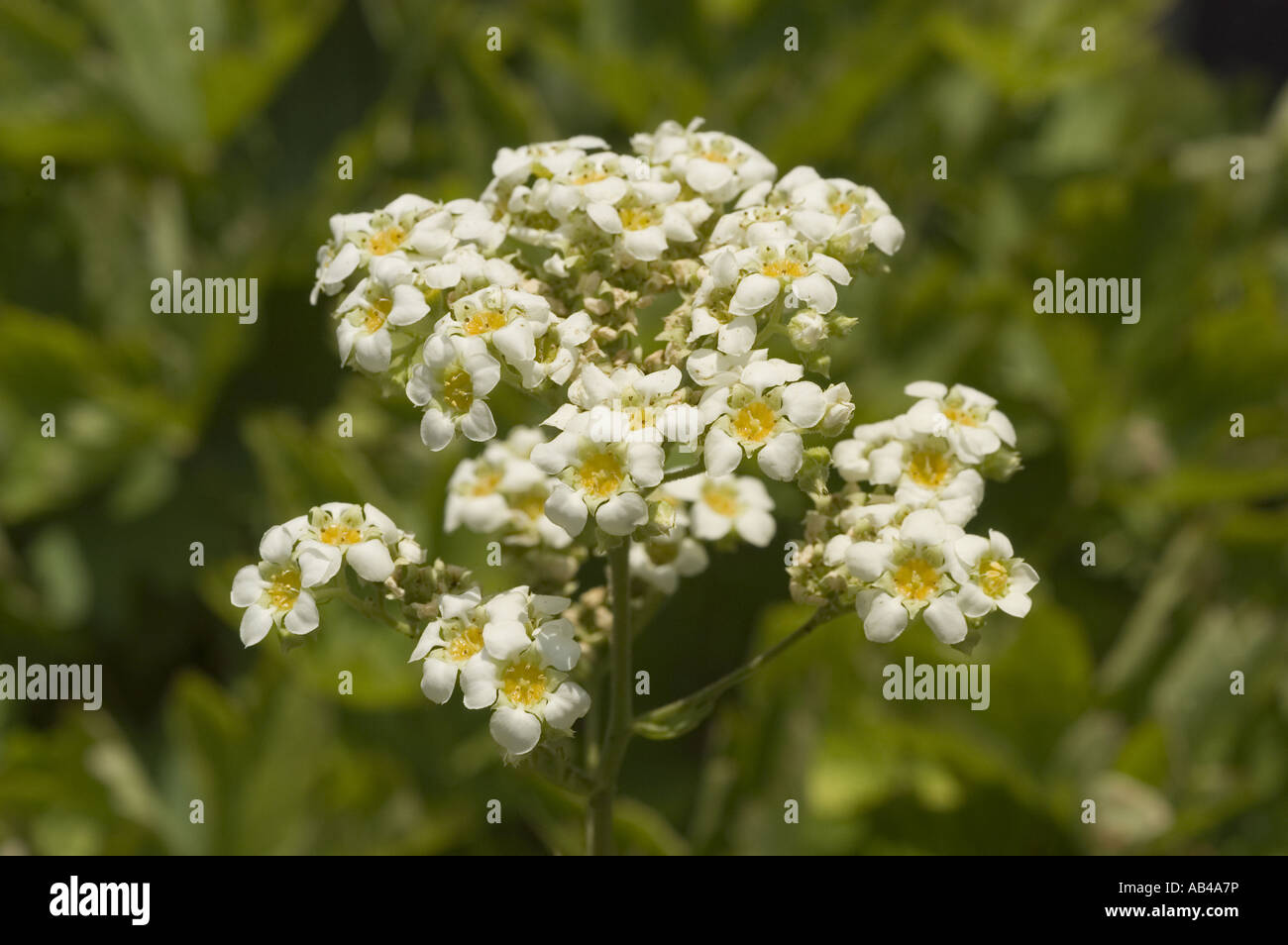 White flowers of coast, slender boykinia - Boykinia elata Stock Photo