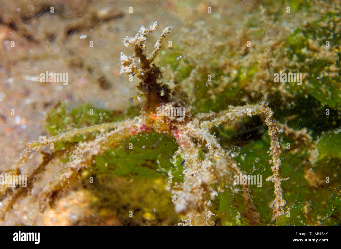 Closeup living Slender "Spider Crab" Macropodia sp with camouflage in