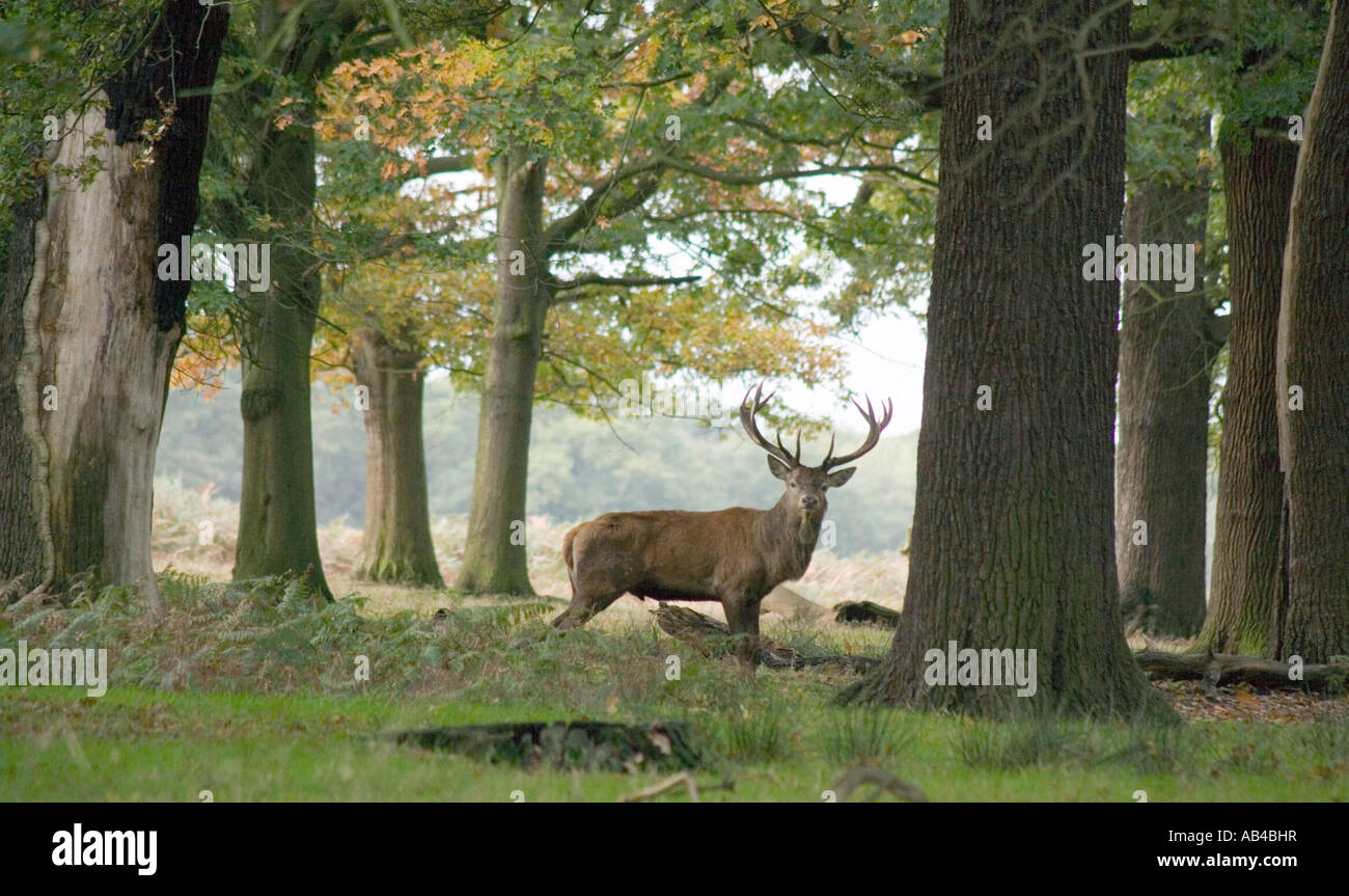 deer during the rut in richmond great park london england Stock Photo ...