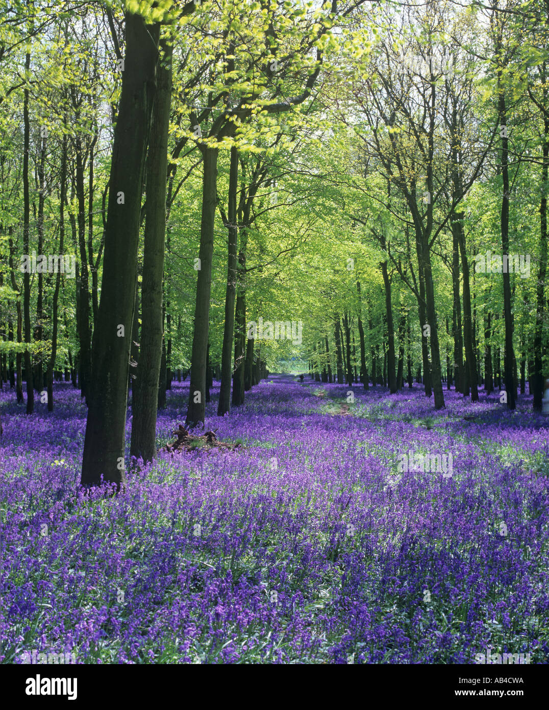 Bluebells in full bloom carpet the Spring woodland in the Chilterns on the Bucks Hertfordshire borders Stock Photo