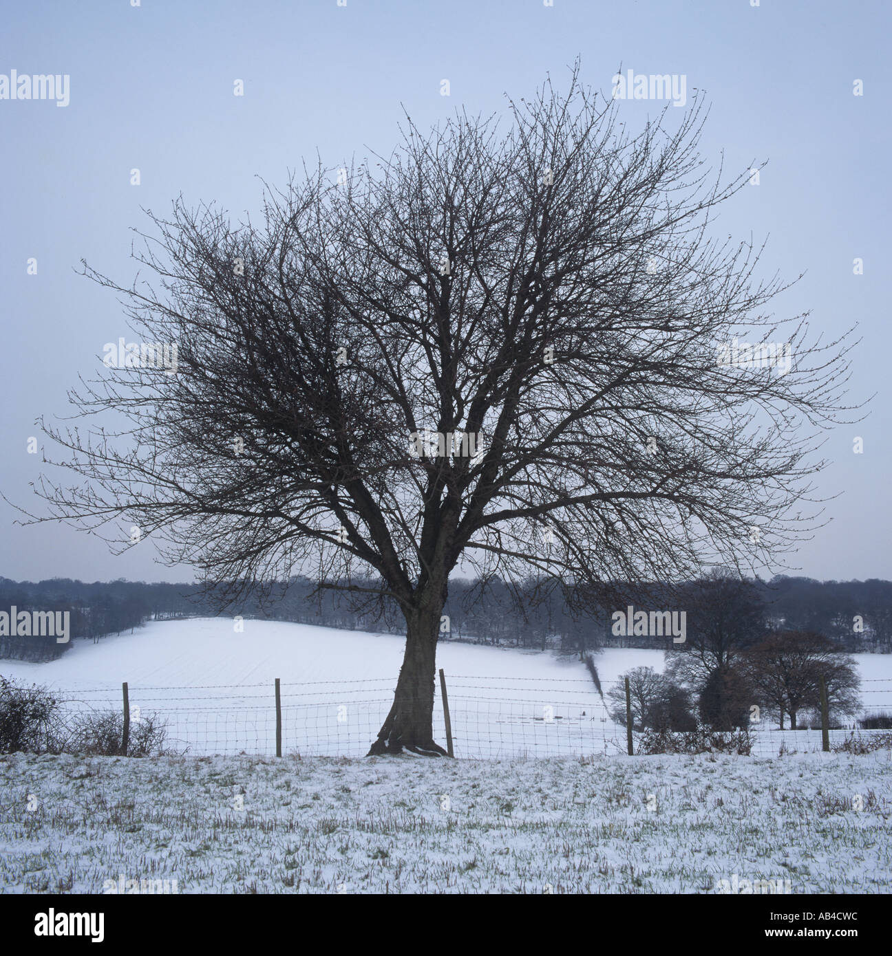 Cherry Tree Or Gean In Winter One Of Four Through The Seasons Stock Photo Alamy