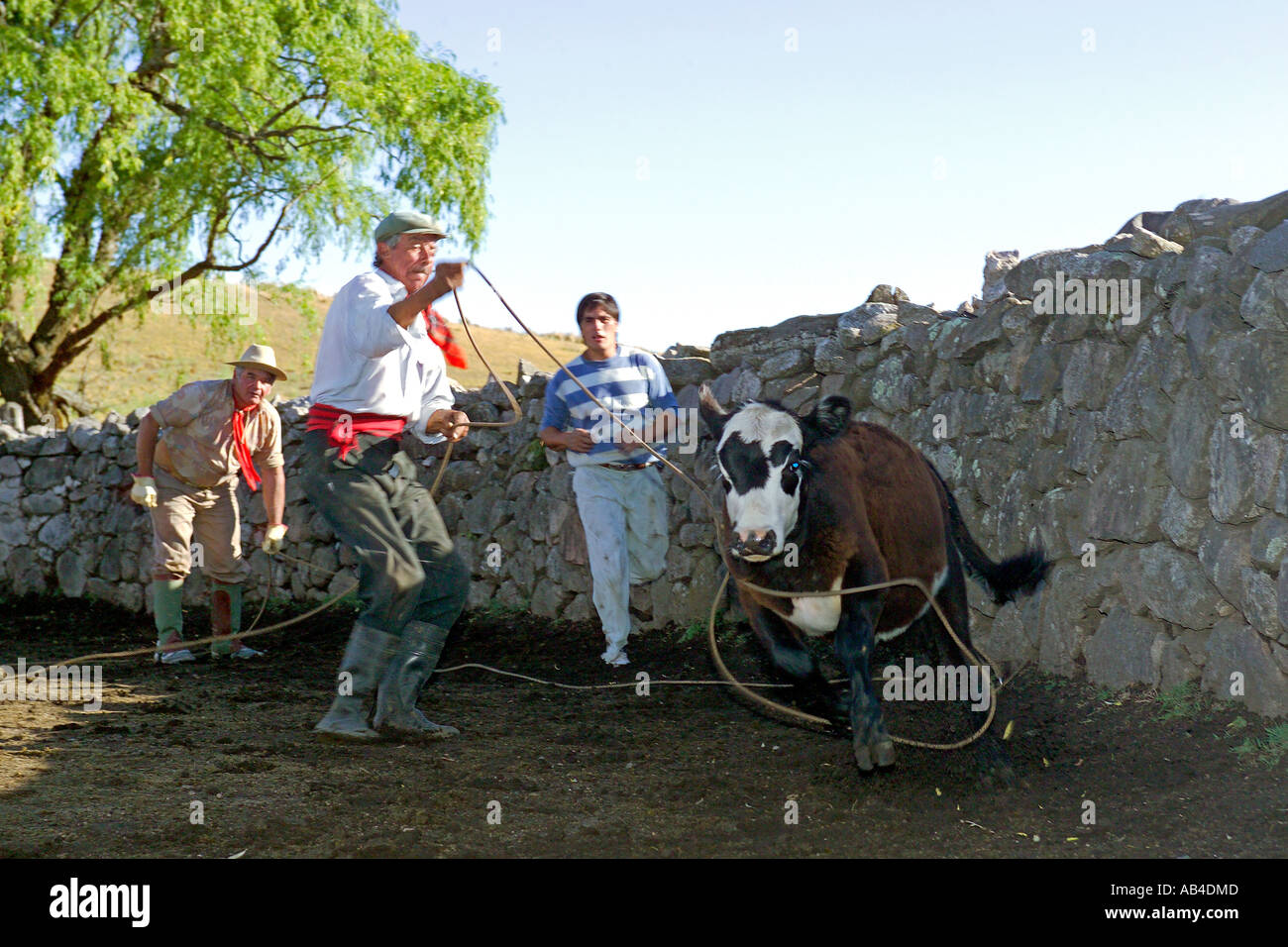 Gaucho argentina lasso hi-res stock photography and images - Alamy