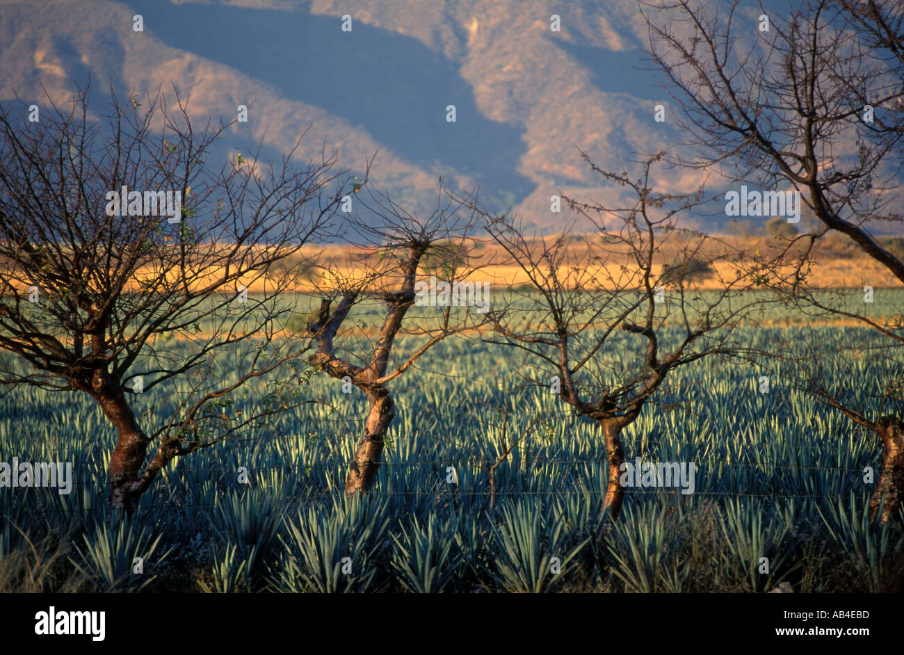 Tequila production in Mexico Fields of blue agave cactus near the town