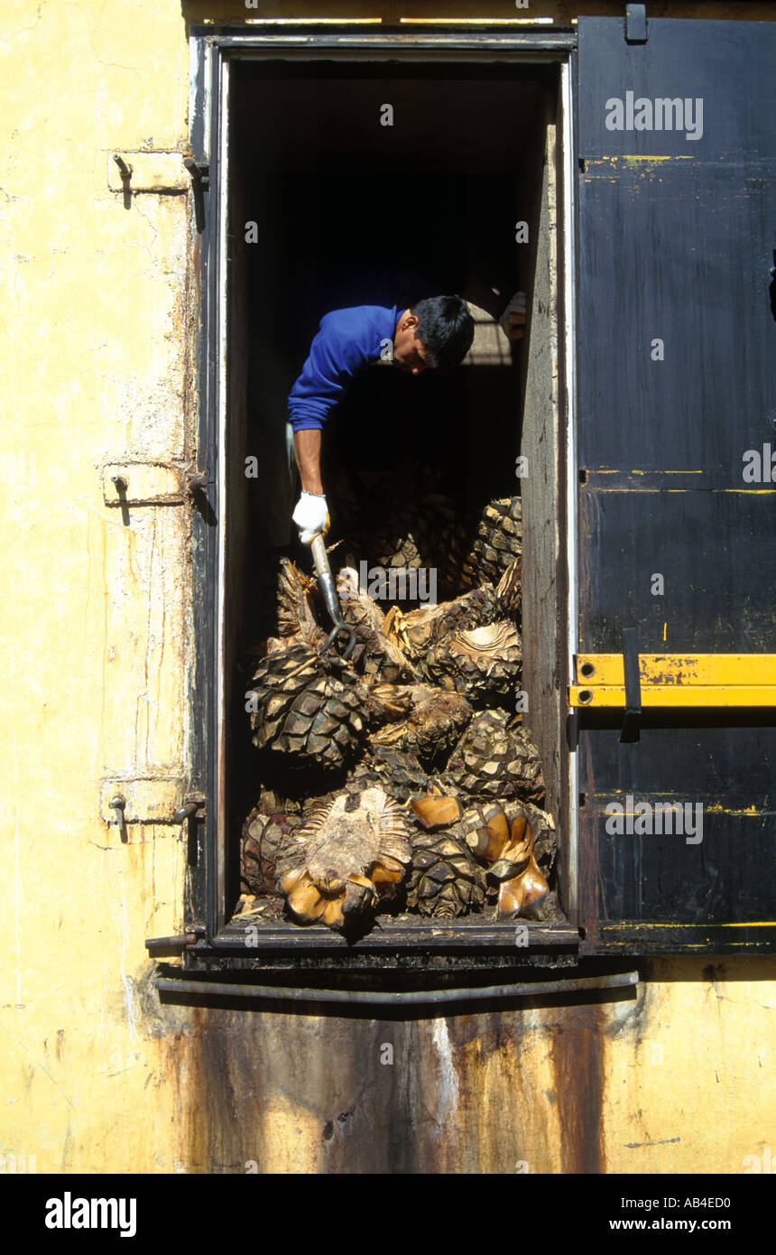 Tequila production in Mexico The heart of the blue agave after