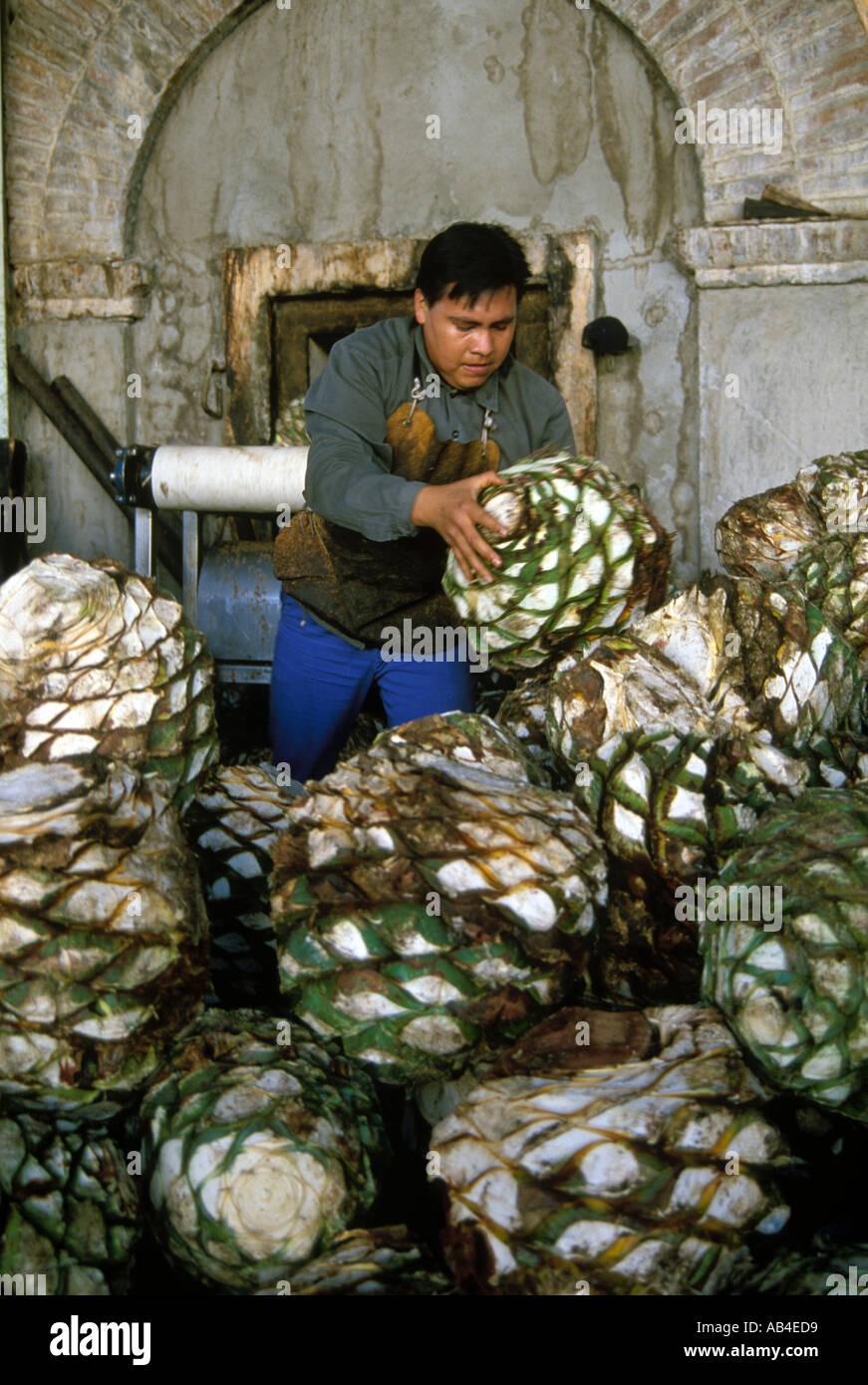 Tequila production in Mexico Hearts of the blue agave cactus are loaded