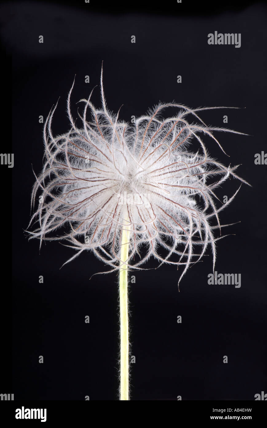 pasque flower seed head Stock Photo Alamy