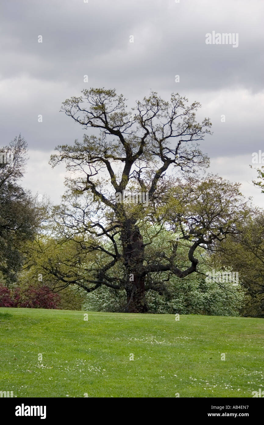 Old majestic tree hi-res stock photography and images - Alamy