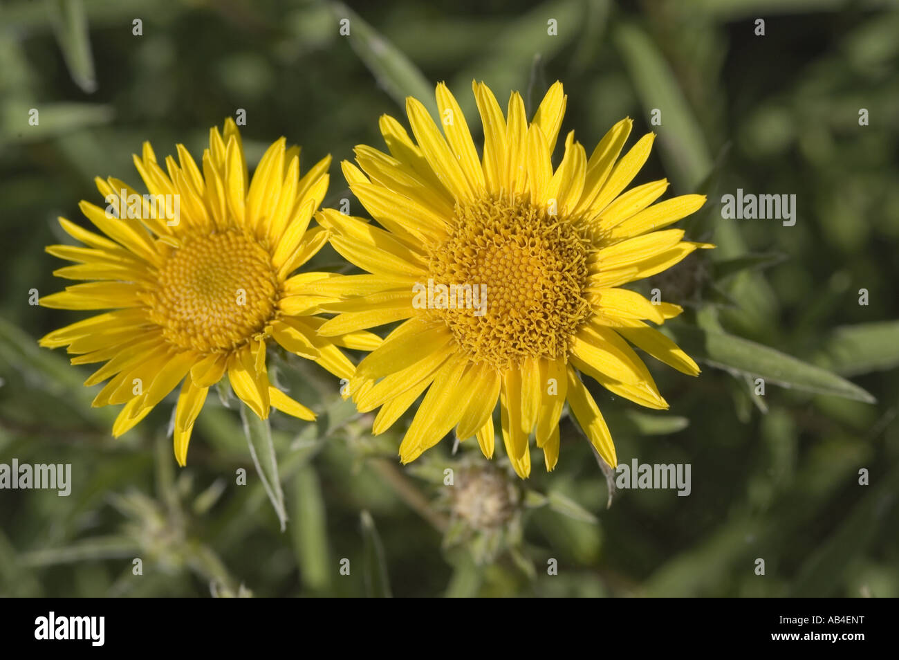 Yellow flowers of Swordleaf Inula - Inula ensifolia Stock Photo